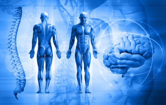 Para qué sirve el magnesio en el cuerpo humano Para qué sirve el magnesio en el cuerpo humano