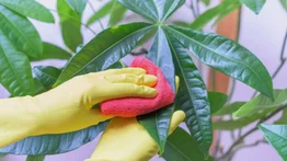 Cómo limpiar las hojas de las plantas naturales