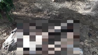 Descuartizaron un caballo para comercializar su carne en Punto Fijo