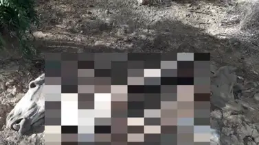 Descuartizaron un caballo para comercializar su carne en Punto Fijo Descuartizaron un caballo para comercializar su carne en Punto Fijo