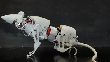 Científicos crean una rata robótica con movimientos de un roedor real