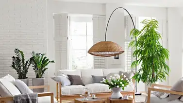 Plantas a usar en casa según los astros Plantas a usar en casa según los astros