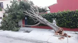 Caída de árbol ocasiona muerte a funcionario de la PNB en Casalta II
