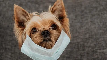 Perro contagia de COVID-19 a toda una familia en México