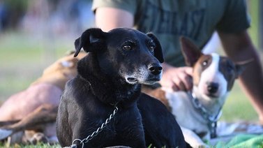 La raza de los perros no determina su comportamiento, según un estudio