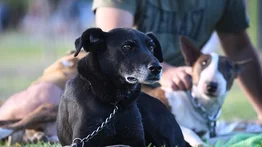 La raza de los perros no determina su comportamiento, según un estudio