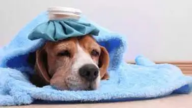 ¿Cómo saber si tu perro está resfriado? ¿Cómo saber si tu perro está resfriado?