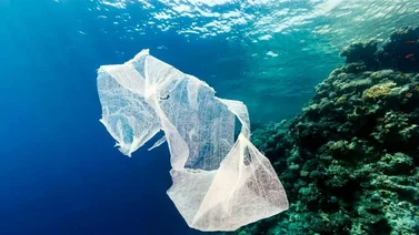 Encuentran plástico en peces a más de mil metros de profundidad