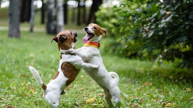 ¿Es necesario el cruce de perros?