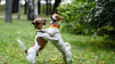 ¿Es necesario el cruce de perros?
