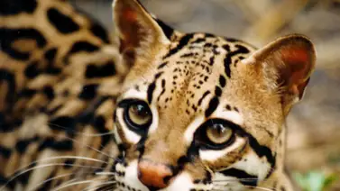 Investigan asesinato de un cunaguaro en Bolívar Investigan asesinato de un cunaguaro en Bolívar