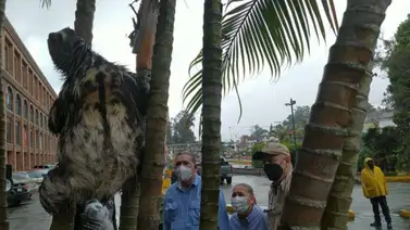 Decretan Día Municipal para la protección de la pereza en Carrizal Decretan Día Municipal para la protección de la pereza en Carrizal