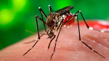 25 de abril: Continúa la lucha mundial contra el paludismo 25 de abril: Continúa la lucha mundial contra el paludismo