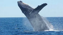 Ballena choca con embarcación y deja tres heridos en México