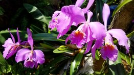 Cómo cuidar la orquídea Catteleya mossiae