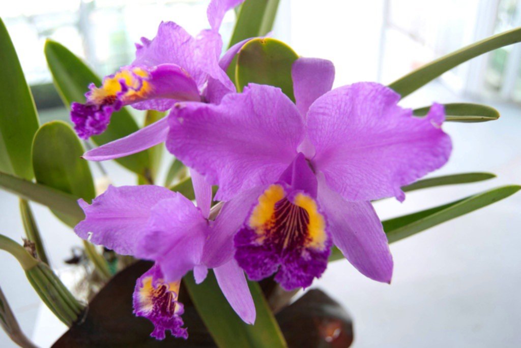 Cómo cuidar la orquídea Catteleya mossiae Cómo cuidar la orquídea Catteleya mossiae