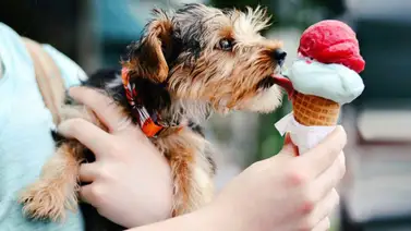 Razones por las que los perros no pueden comer dulce Razones por las que los perros no pueden comer dulce