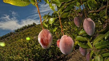 De esta manera, consumir mango nos aporta mejor salud