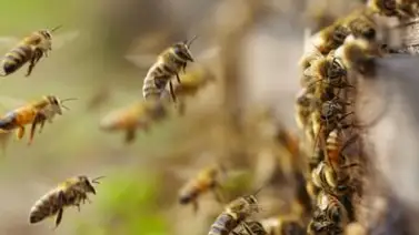 Niños sufren picaduras de abejas en Valencia Niños sufren picaduras de abejas en Valencia