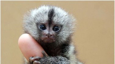 Conoce el mono más pequeño del mundo