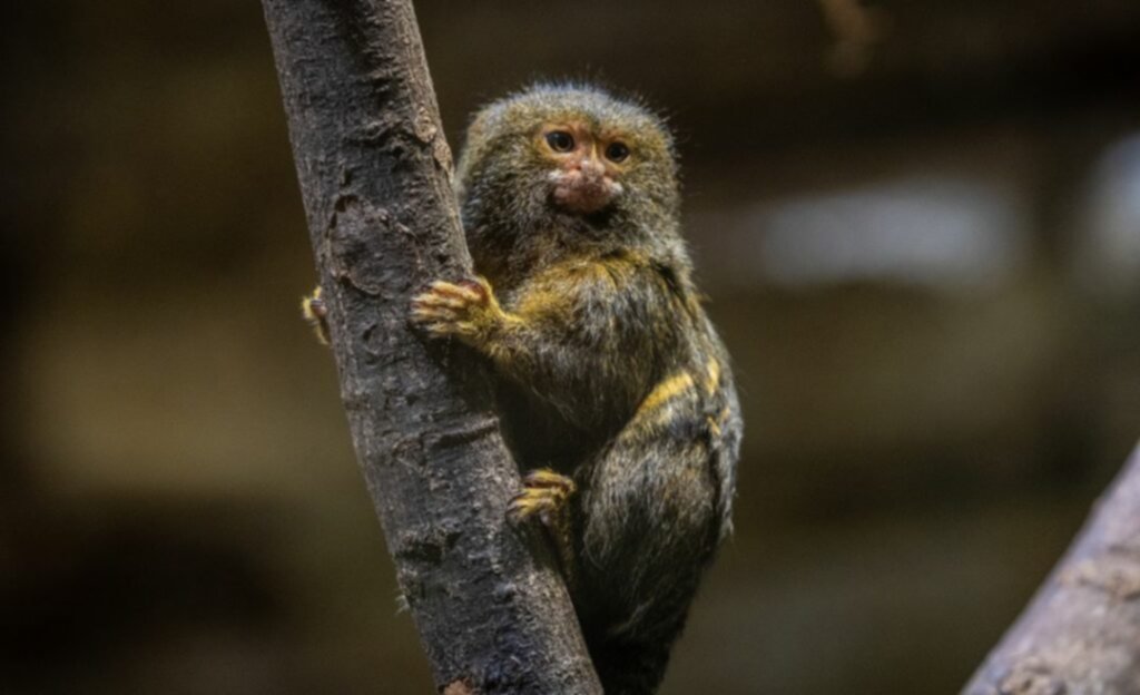 Conoce el mono más pequeño del mundo Conoce el mono más pequeño del mundo