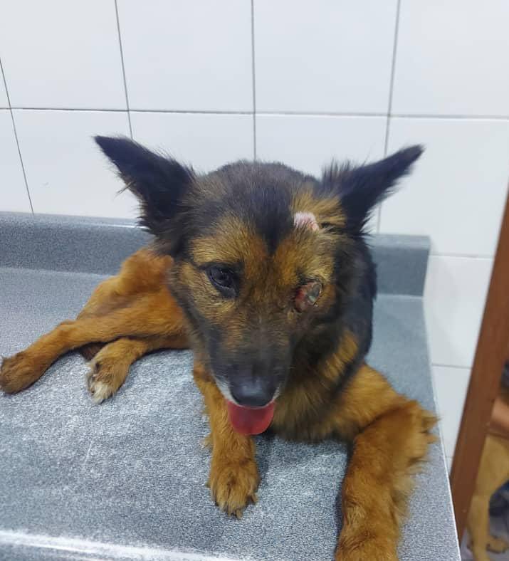 Ministerio Público imputará a sujeto en Caracas por asesinar a perros y gatos en masa Ministerio Público imputará a sujeto en Caracas por asesinar a perros y gatos en masa