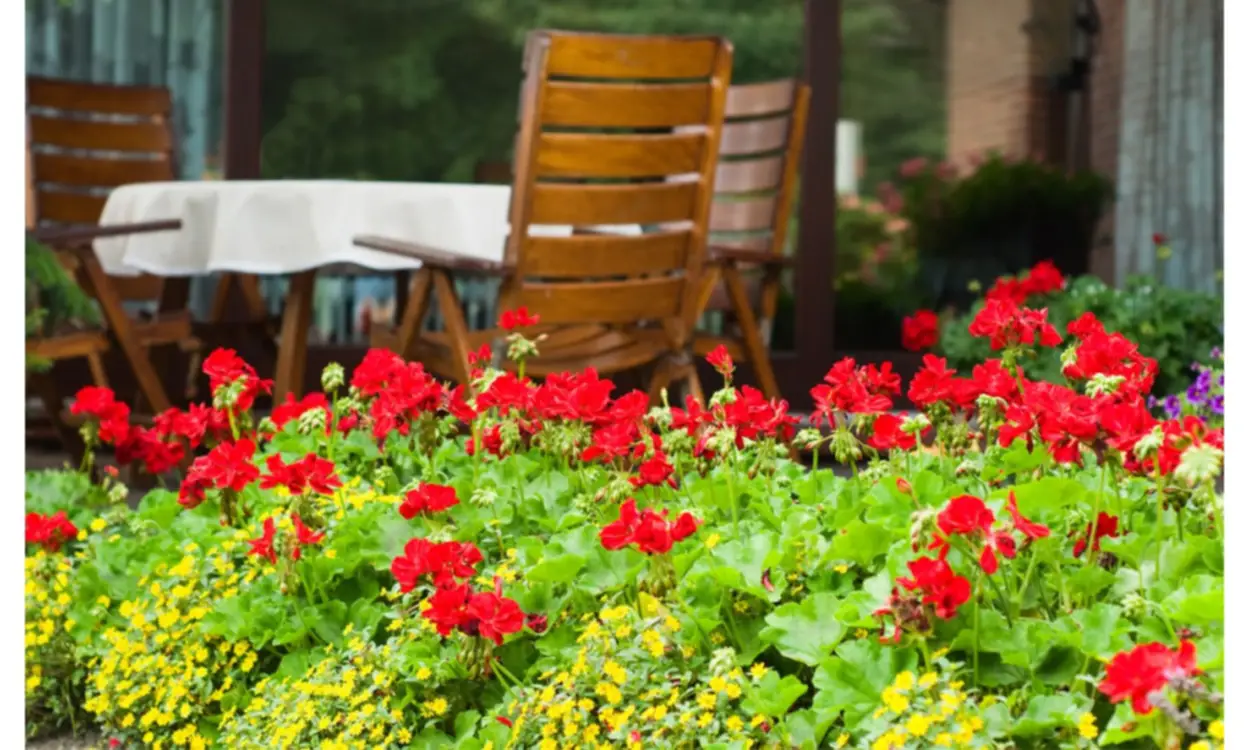 Geranios: plantas de exteriores que avivan los espacios, image size:1250x750