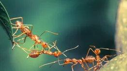 Hormigas guerreras: auténticas marabuntas