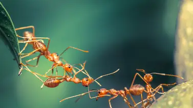 Hormigas guerreras: auténticas marabuntas Hormigas guerreras: auténticas marabuntas