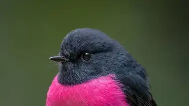 Petirrojo australiano de pecho rosado Petirrojo australiano de pecho rosado