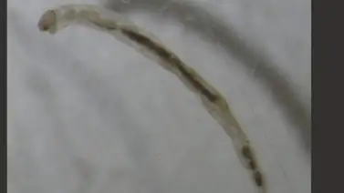 Descubren la riqueza de un tipo de mosquito acuático en Ecuador Descubren la riqueza de un tipo de mosquito acuático en Ecuador