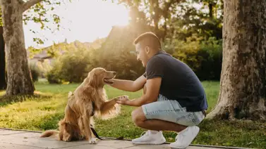 Aprende cómo acercarte a un perro que no te conoce Aprende cómo acercarte a un perro que no te conoce