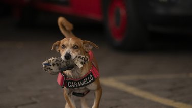 Dos perros rescatados en Río de Janeiro triunfan en las redes sociales