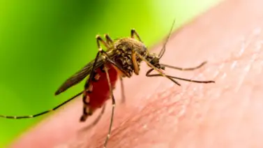 Una pequeña mutación hace más peligroso al virus del Zika Una pequeña mutación hace más peligroso al virus del Zika