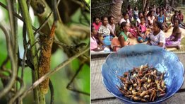 Insecto con sabor a tocineta podrá acabar con la hambruna