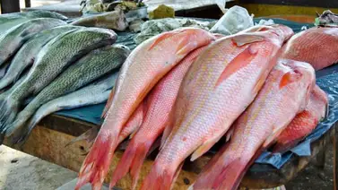 El pescado es una penitencia para el bolsillo El pescado es una penitencia para el bolsillo