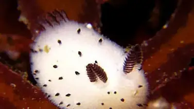 Conejo del mar: una de las babosas más lindas pero peligrosas Conejo del mar: una de las babosas más lindas pero peligrosas