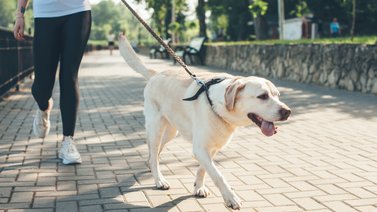 Hora apropiada de pasear al perro
