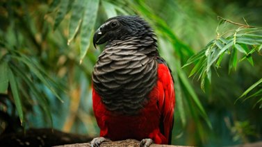 Curiosidades que no sabes de los loros “Drácula”
