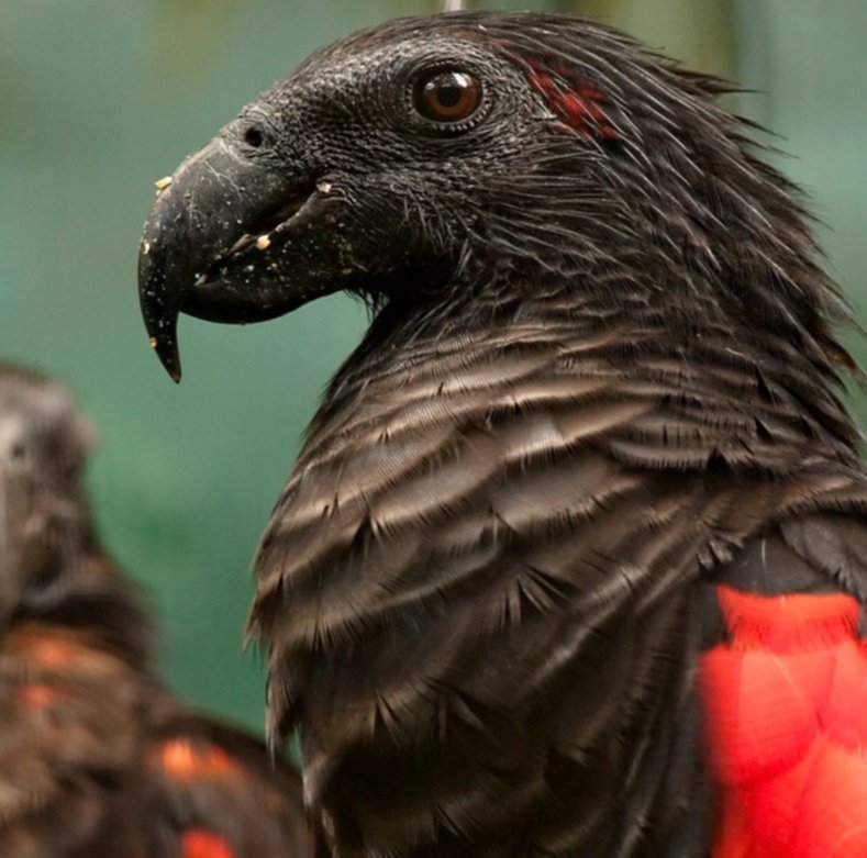 Curiosidades que no sabes de los loros “Drácula” Curiosidades que no sabes de los loros “Drácula”