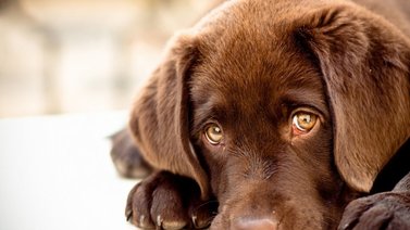 La ciencia descubre el misterio detrás de la mirada de los perros