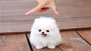 ¡Estos son los perros que no crecen!
