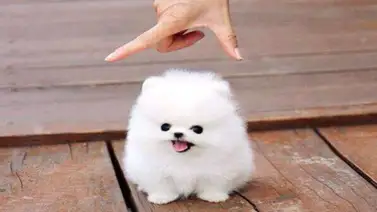 ¡Estos son los perros que no crecen! ¡Estos son los perros que no crecen!