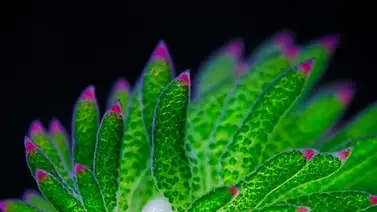 Conoce la babosa marina que parece una oveja Conoce la babosa marina que parece una oveja