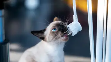 Riesgos que corre el gato dentro de casa Riesgos que corre el gato dentro de casa