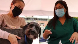 Atienden a unas 40 mascotas durante jornada de atención animal