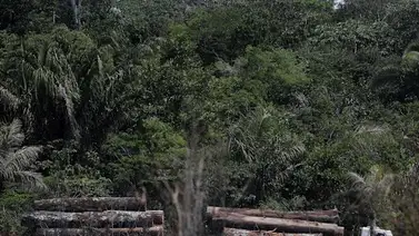 Gobierno de Brasil anuncia acciones fuertes contra la devastación Gobierno de Brasil anuncia acciones fuertes contra la devastación