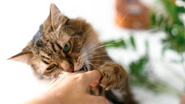 Enfermedades que trasmiten los animales domésticos