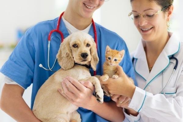Enfermedades que trasmiten los animales domésticos Enfermedades que trasmiten los animales domésticos