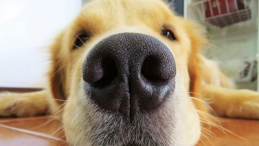 ¿Sabes cuál es la función del hocico del perro?